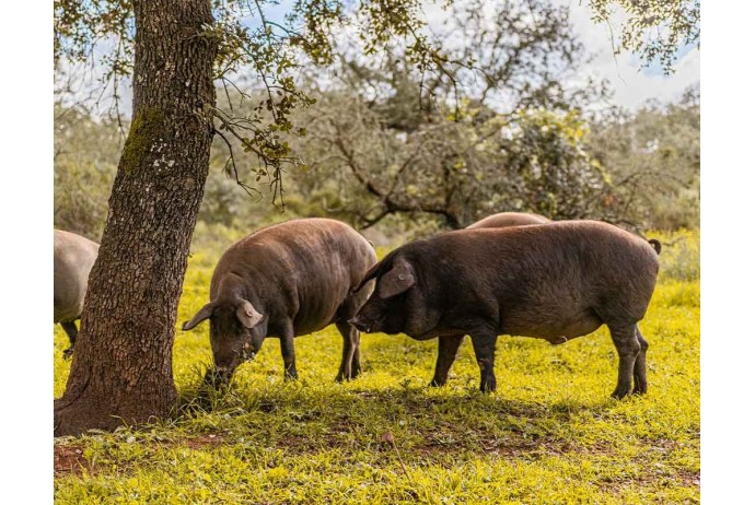 Mitos y leyendas sobre el jamón ibérico